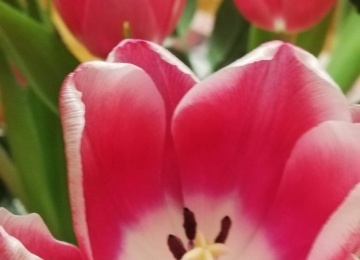 Powiększ obraz: Walentynki! Były tulipany dla dziewcząt i słodkości dla wszystkich.